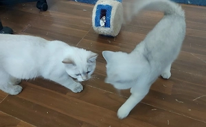 pisici british shorthair si scotish fold