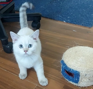 pisici british shorthair si scotish fold