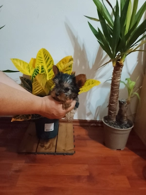 Yorkshire terrier fetita si baietel