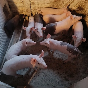 10 Purcei 