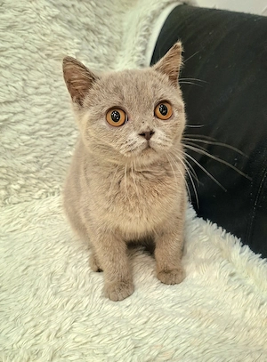 Femela British Shorthair lilac cu pedigree - imagine 3