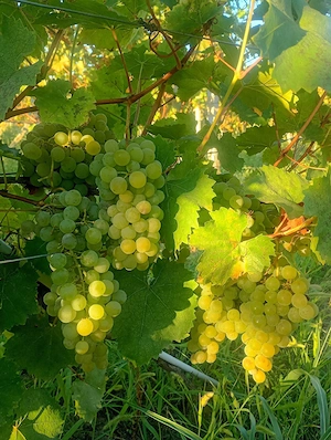 Struguri albi vin