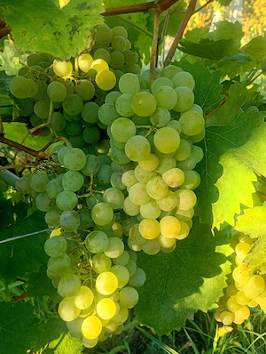 Struguri albi vin