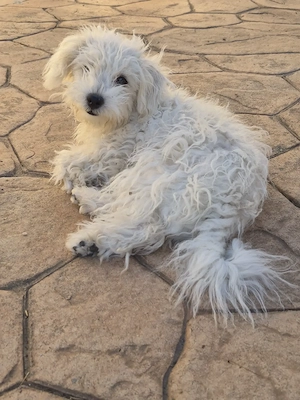 Catei bichon talie mica - imagine 3