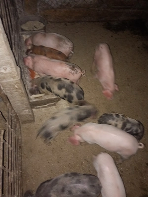 Vând purcei de 6 saptamani