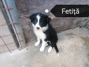 Puiuți Border Collie 