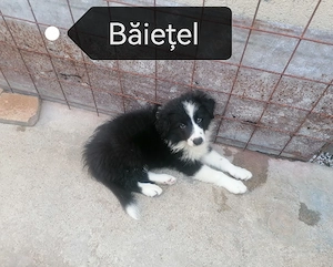 Puiuți Border Collie  - imagine 3