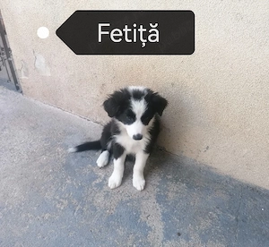 Puiuți Border Collie  - imagine 4