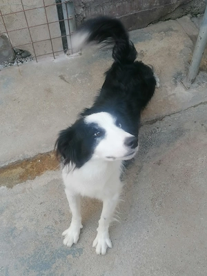 Border Collie  - imagine 5