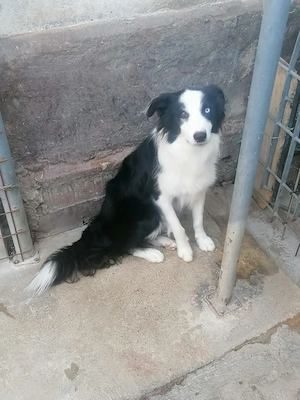 Border Collie  - imagine 2