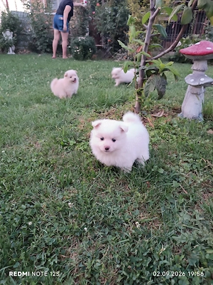 Pui cățeluși Spitz Pomeranian  - imagine 5
