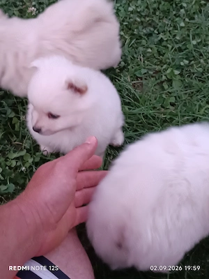 Pui cățeluși Spitz Pomeranian 