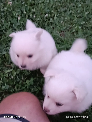 Pui cățeluși Spitz Pomeranian  - imagine 2