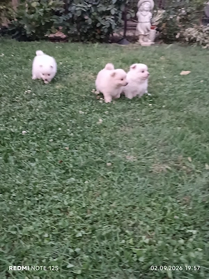 Pui cățeluși Spitz Pomeranian  - imagine 4