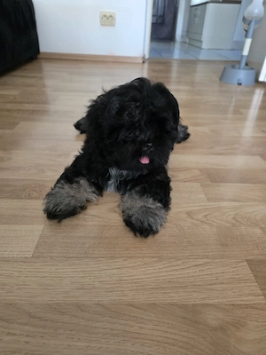 Băiețel Shih Tzu - imagine 4