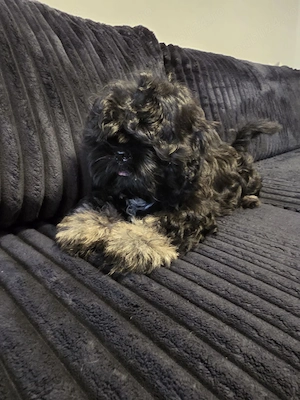 Băiețel Shih Tzu