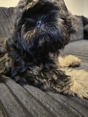 Băiețel Shih Tzu - imagine 2