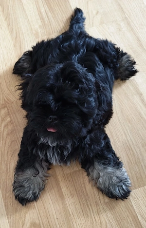 Băiețel Shih Tzu - imagine 3