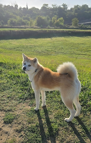 Pui Akita Inu, Părinți cu pedigree
