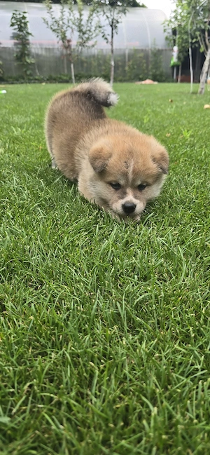 Pui Akita Inu, Părinți cu pedigree - imagine 2