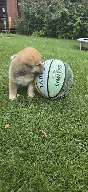 Pui Akita Inu, Părinți cu pedigree - imagine 4
