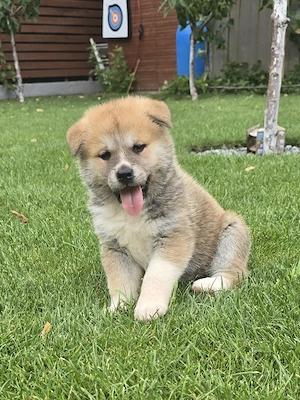 Pui Akita Inu, Părinți cu pedigree - imagine 5