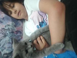 Motănel british shorthair blue 