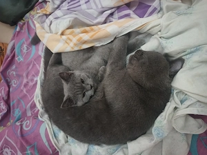 Motănel british shorthair blue  - imagine 3