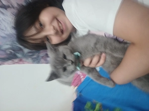 Motănel british shorthair blue  - imagine 2