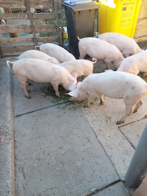 purcei disponibili 