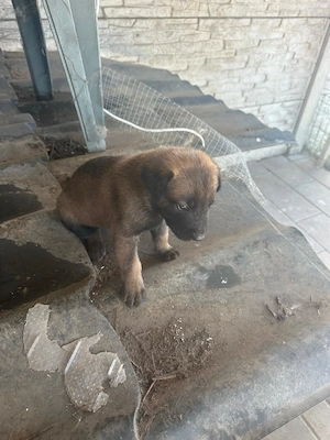 Ciobănesc belgian Malinois în vârstă de 1 luna