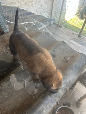 Ciobănesc belgian Malinois în vârstă de 1 luna - imagine 2