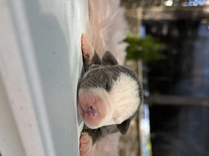 American bully xl 