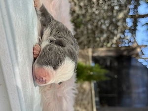 American bully xl  - imagine 2