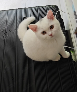 Pisicuțe British shorthair  - imagine 4