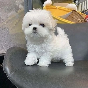 Bichon Maltez Mini Toy - imagine 3