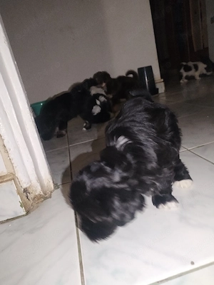 Pui Bichon Havanez, sănătoși și jucăuși pregătiți pentru o familie iubitoare - imagine 2