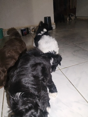 Pui Bichon Havanez, sănătoși și jucăuși pregătiți pentru o familie iubitoare - imagine 3