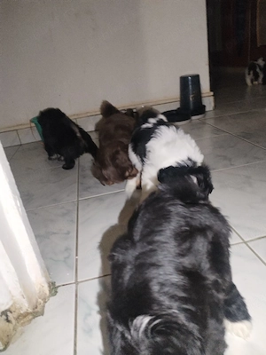Pui Bichon Havanez, sănătoși și jucăuși pregătiți pentru o familie iubitoare - imagine 4