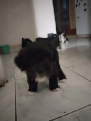 Pui Bichon Havanez, sănătoși și jucăuși pregătiți pentru o familie iubitoare
