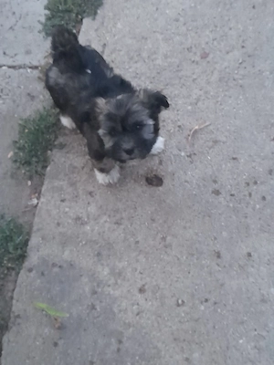 Disponibili bichonii maltez