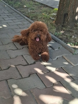 Fetiță Maltipoo de vânzare.  - imagine 2