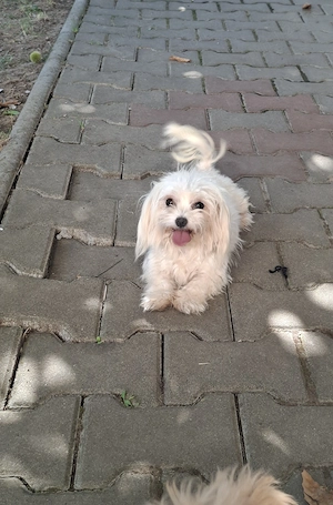 Fetiță Maltipoo de vânzare.  - imagine 4