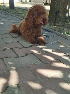 Fetiță Maltipoo de vânzare.  - imagine 3