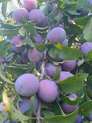 Vând prune Anna Spath!