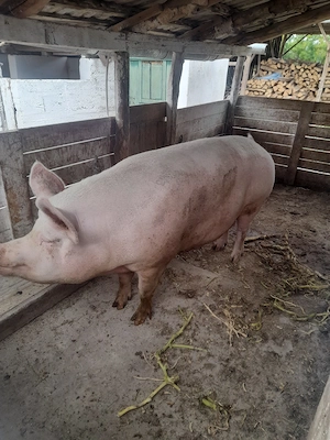 vand porc  - imagine 3