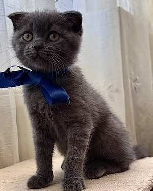Pui Scottish Fold Scottish Straight - imagine 2