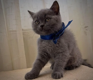 Pui Scottish Fold Scottish Straight