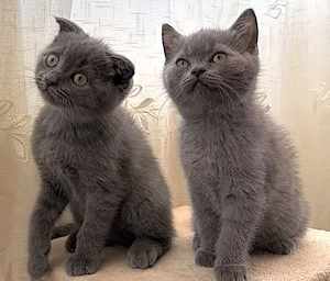 Pui Scottish Fold Scottish Straight - imagine 5