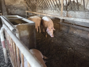 vand porci de casa